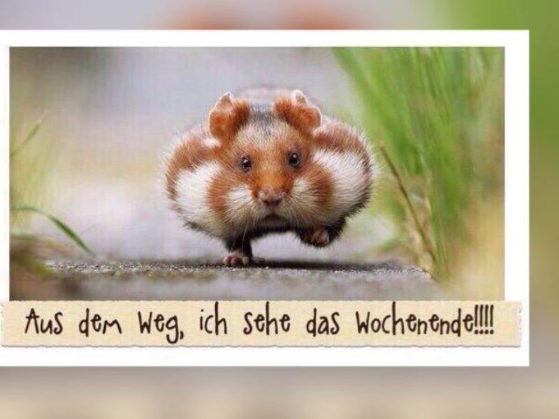 Hamster82