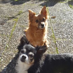 Chihuahua