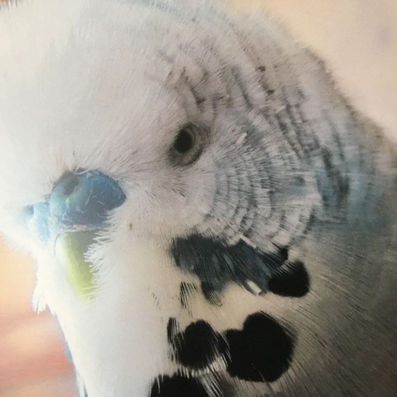 sigi33