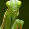 MantisReligiosa