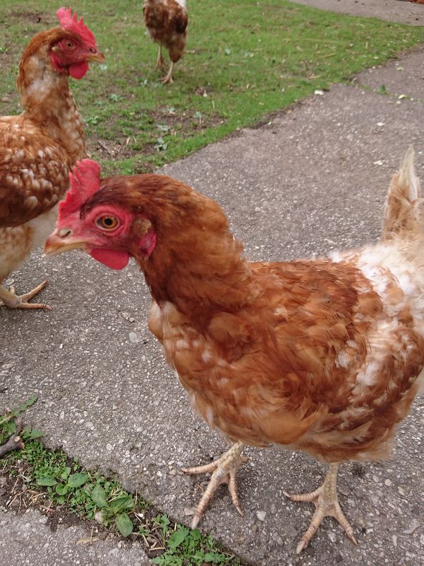 Chicken3