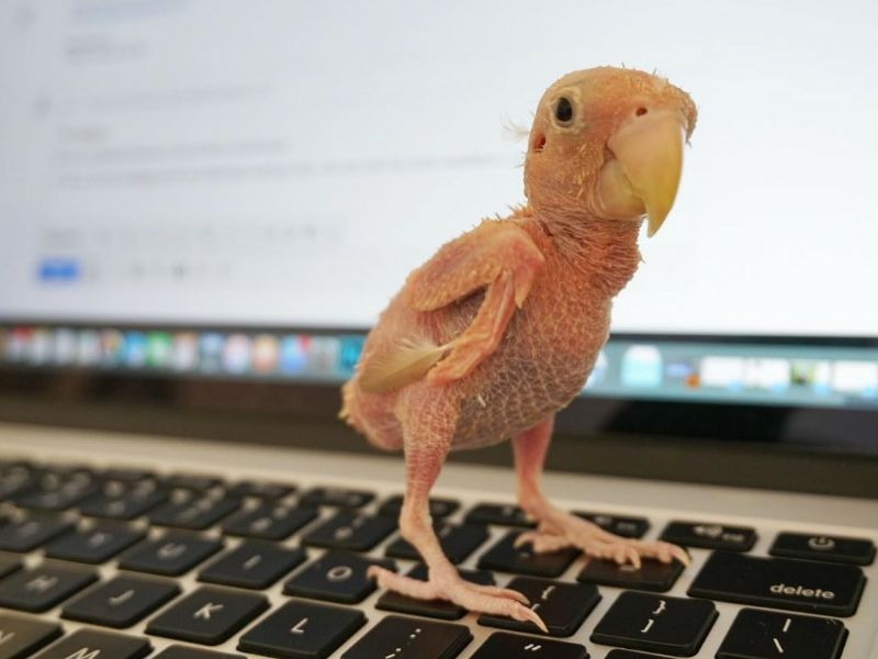 Börsenvogel