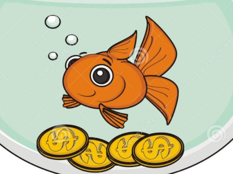 Goldfisch7