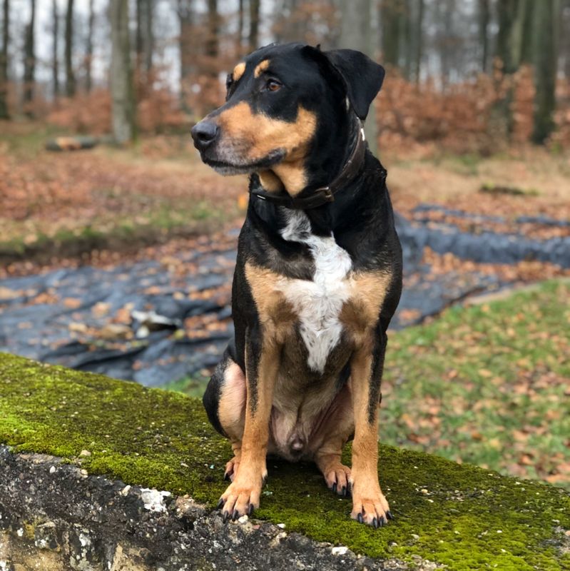Kijo