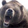 HerrBär