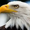 Adler_05