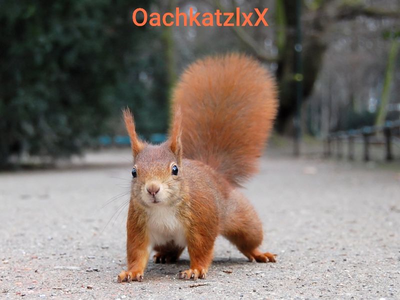 OachkatzlxXXx