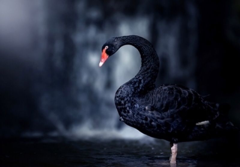 Schwan