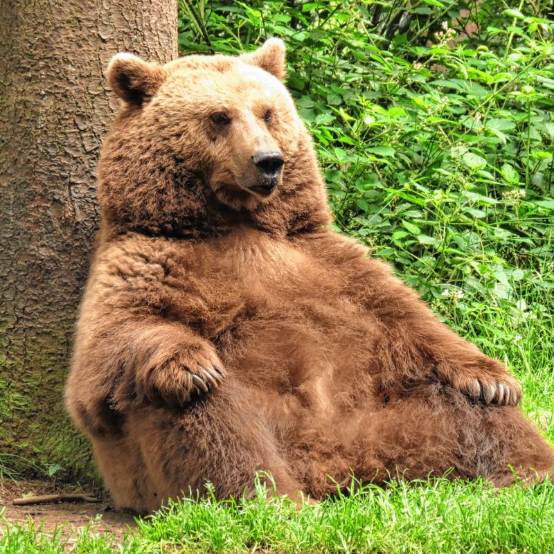 PullNBear
