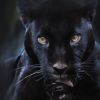 Panthera
