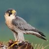 DerWanderfalke