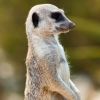 MerKat