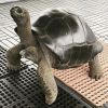 Turbo_Schildkröte