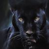 Panthera