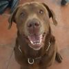 Rocco2010