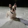 Mister_Borwin