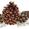 Tannenzapfen