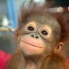 Monkey79
