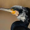 Kormoran