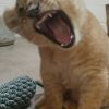 Lion_93