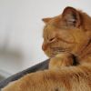 Roccat33
