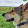 Wolfhund