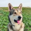 Wolfhund