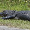 Everglades