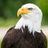 Old.Eagle