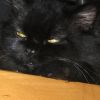 BlackCAT
