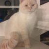 Katzenpapa74