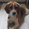 TheBeagle