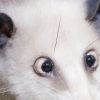 Opossum