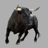 Bulleneyes
