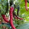 Hotchili18