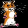 TRENDAKTIENHAMSTER