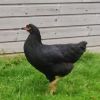 Blindes_Huhn2