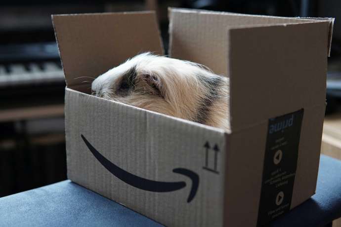 Meerschwein von Amazon