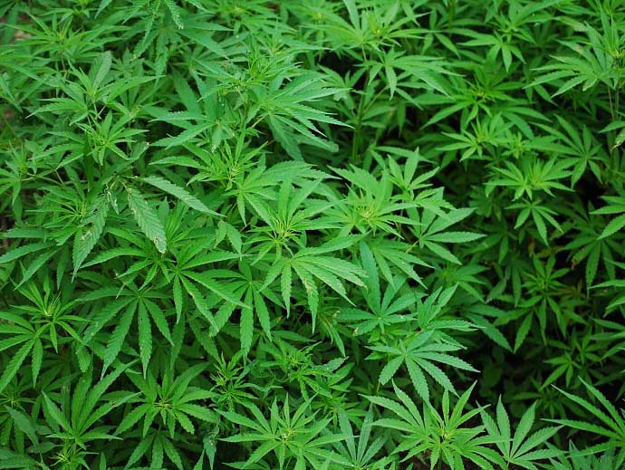 ROUNDUP Komplexer Als Sudoku Die Ampel Pl ne Zur Cannabis 