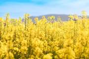 Jetzt geht´s los: Befreiungsschlag für Bayer, Kaufsignal für MustGrow und Kraft Heinz