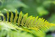 Rendite-Turbo mit KI und Smart Farming! Aufwärts geht´s mit BASF, MustGrow, SAP und Nestle