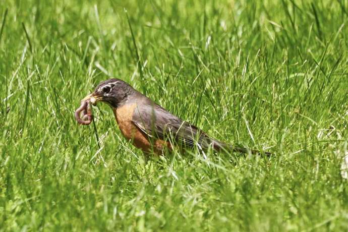 Ad-hoc f&uuml;r &bdquo;fr&uuml;he V&ouml;gel&OpenCurlyDoubleQuote;&colon; Der potenziell KOMPLETTE Gamechanger